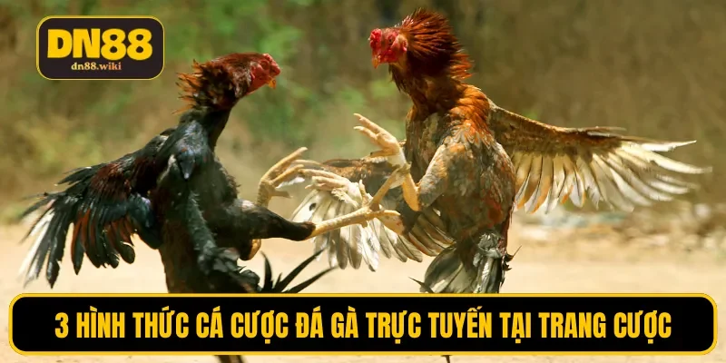 3 hình thức cá cược đá gà trực tuyến tại trang cược