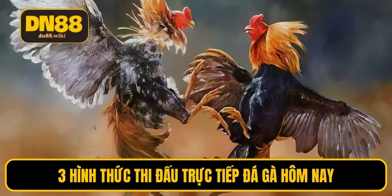 3 hình thức thi đấu trực tiếp đá gà hôm nay